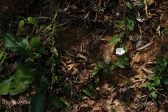 Merremia umbellata
